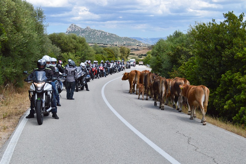 moto su strada con mandria di mucche sulla corsia opposta